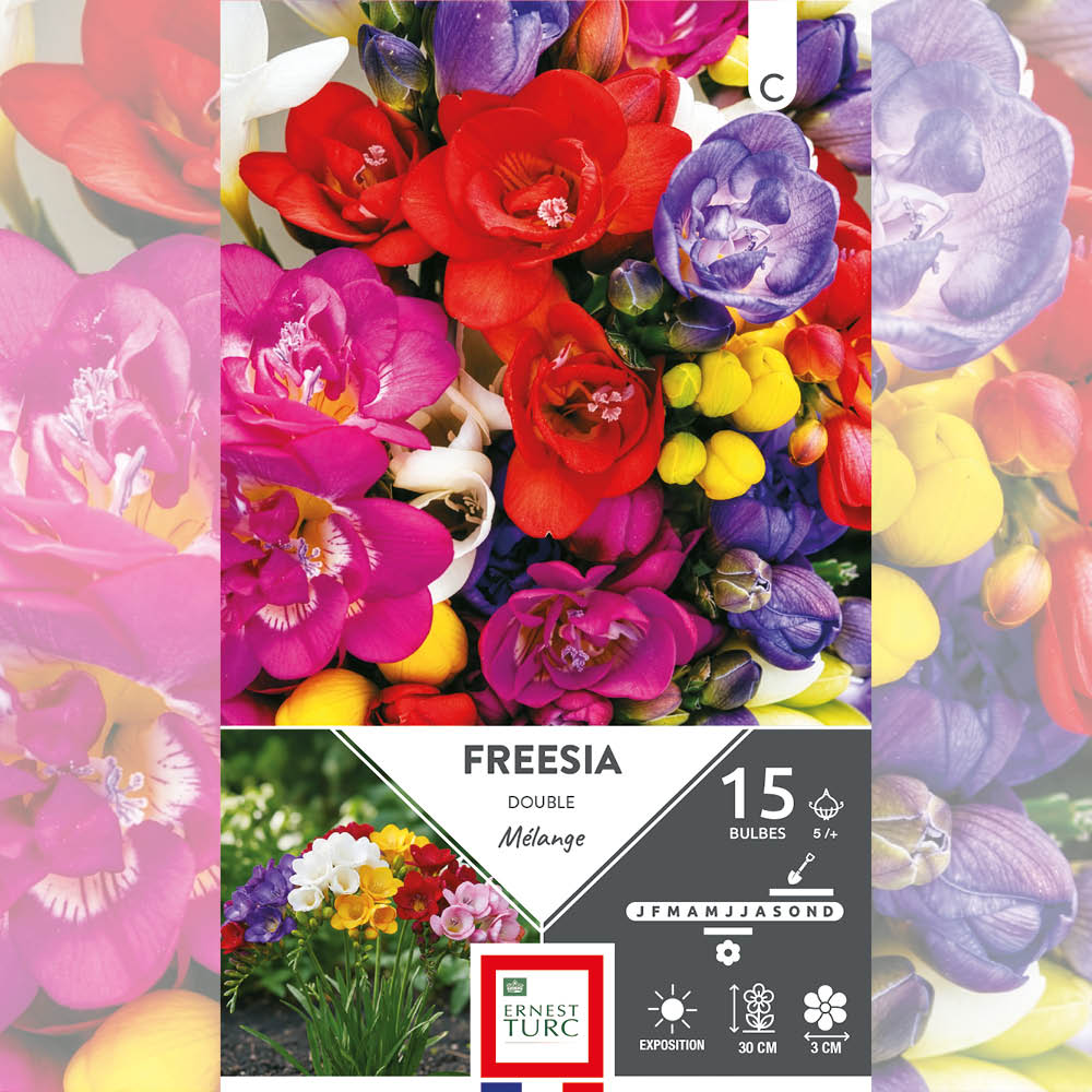 FREESIA DOUBLE EN MÉLANGE