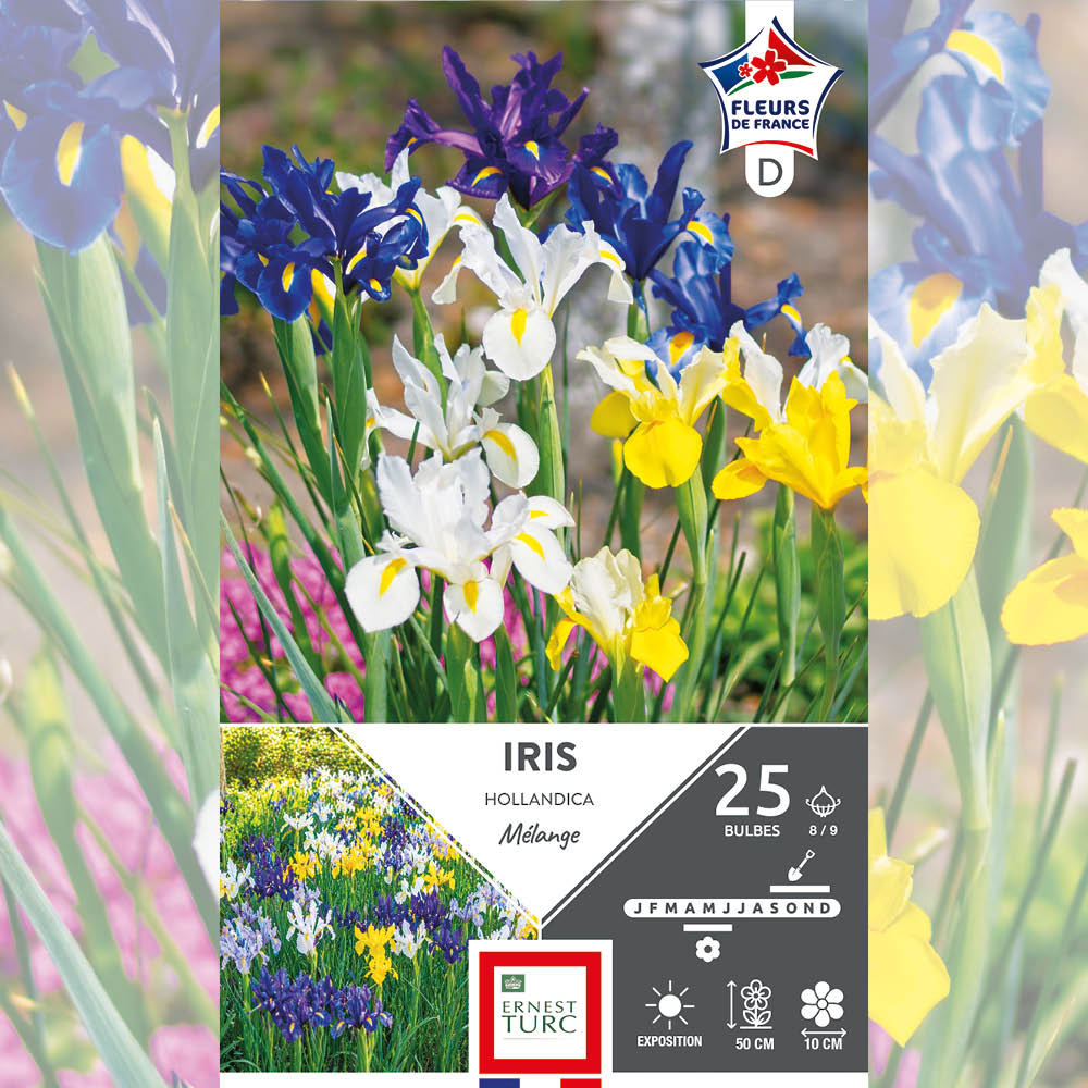 IRIS HOLLANDICA EN MÉLANGE