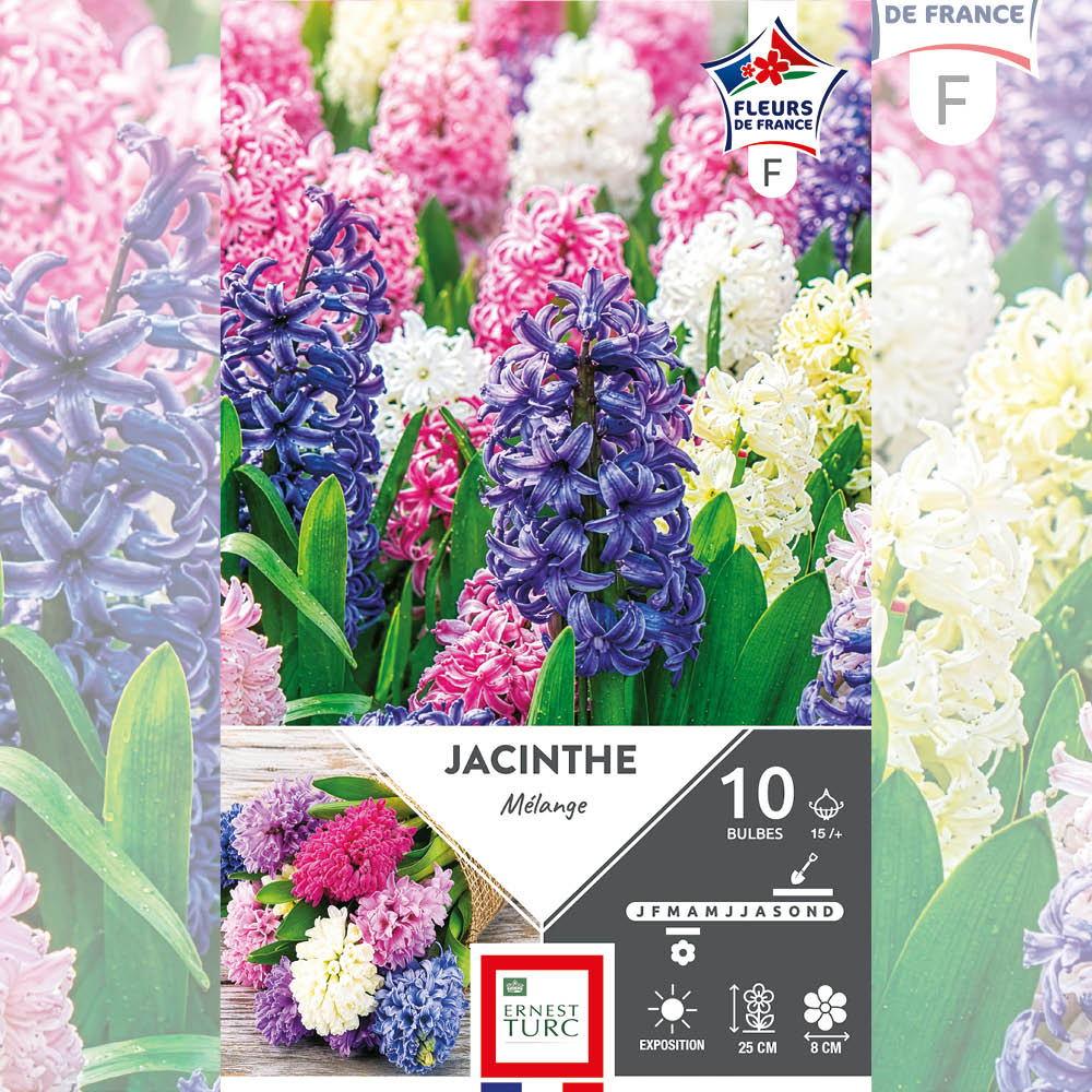 JACINTHES VARIÉES