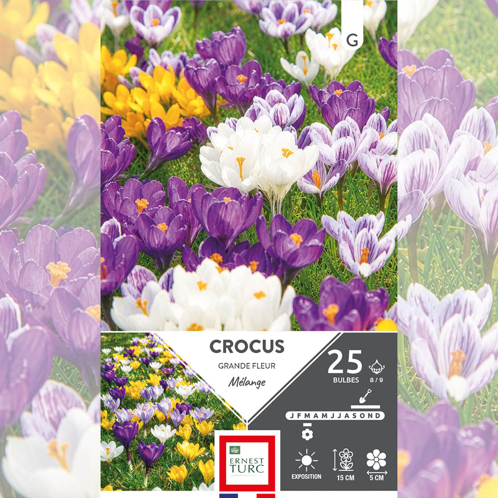 CROCUS GRANDE FLEUR VARIÉS