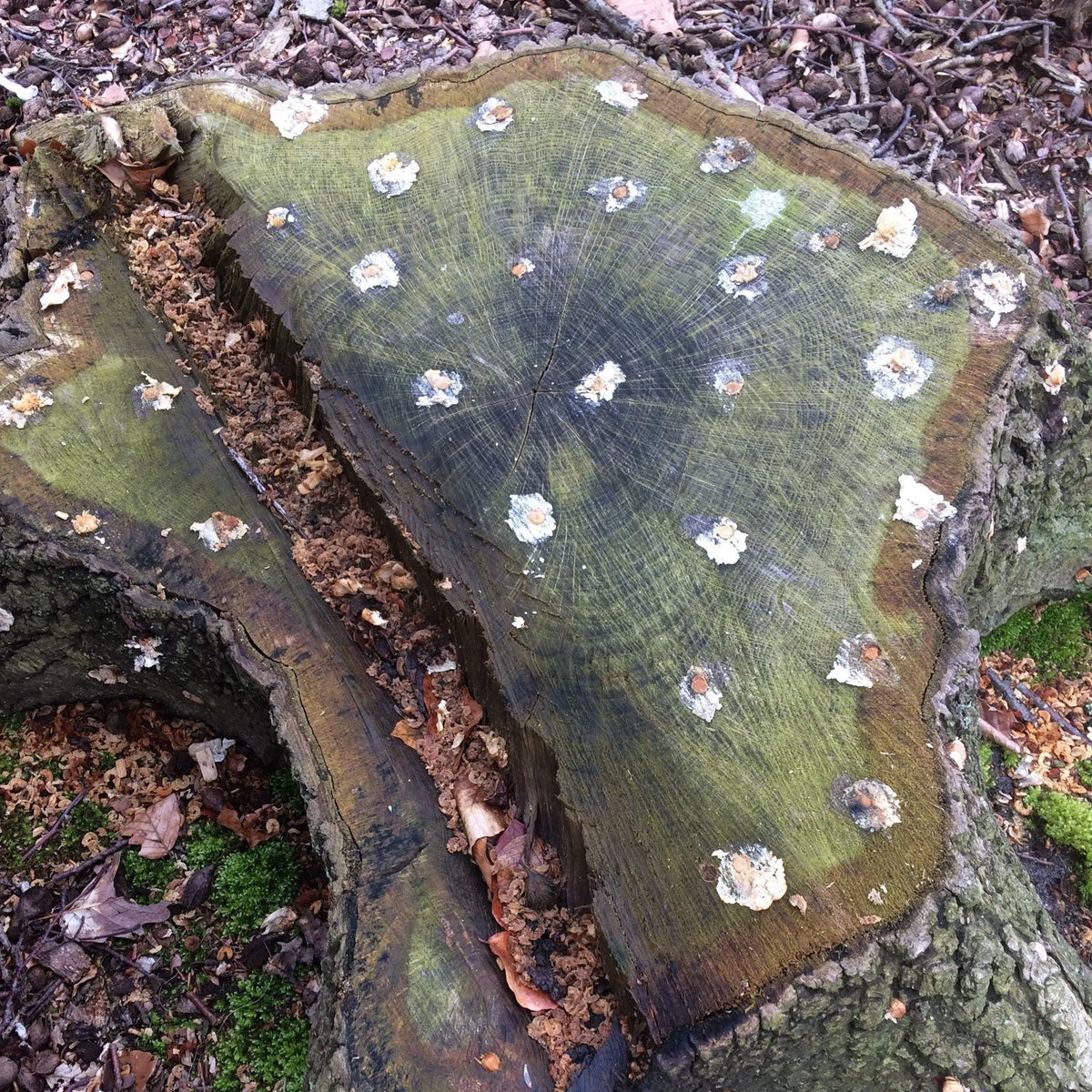 50 CHEVILLES - SHIITAKE AB