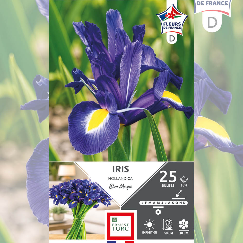 IRIS HOLLANDICA BLUE MAGIC