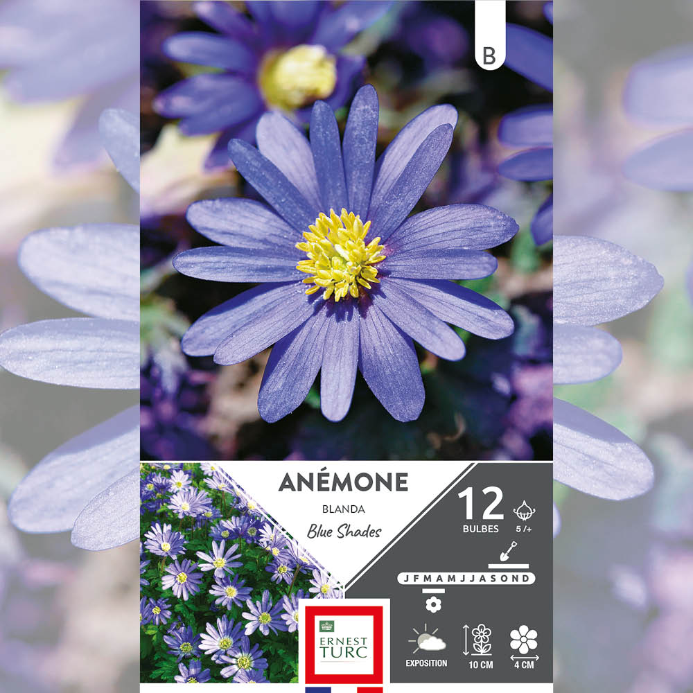 ANÉMONE BLANDA BLUE SHADES