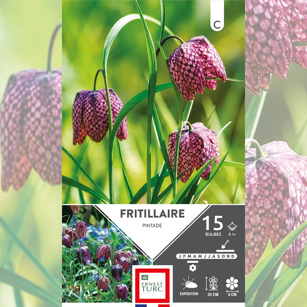 FRITILLAIRE PINTADE AB