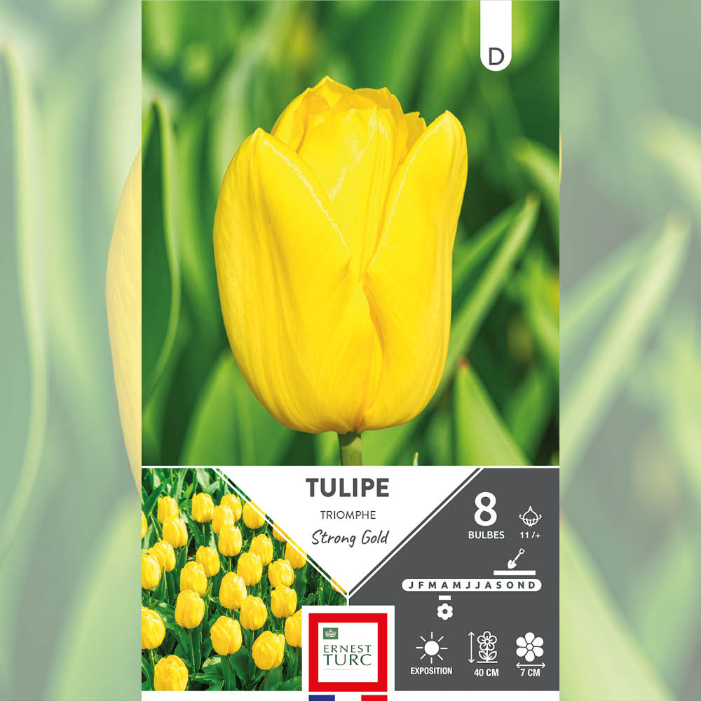 TULIPE TRIOMPHE STRONG GOLD AB