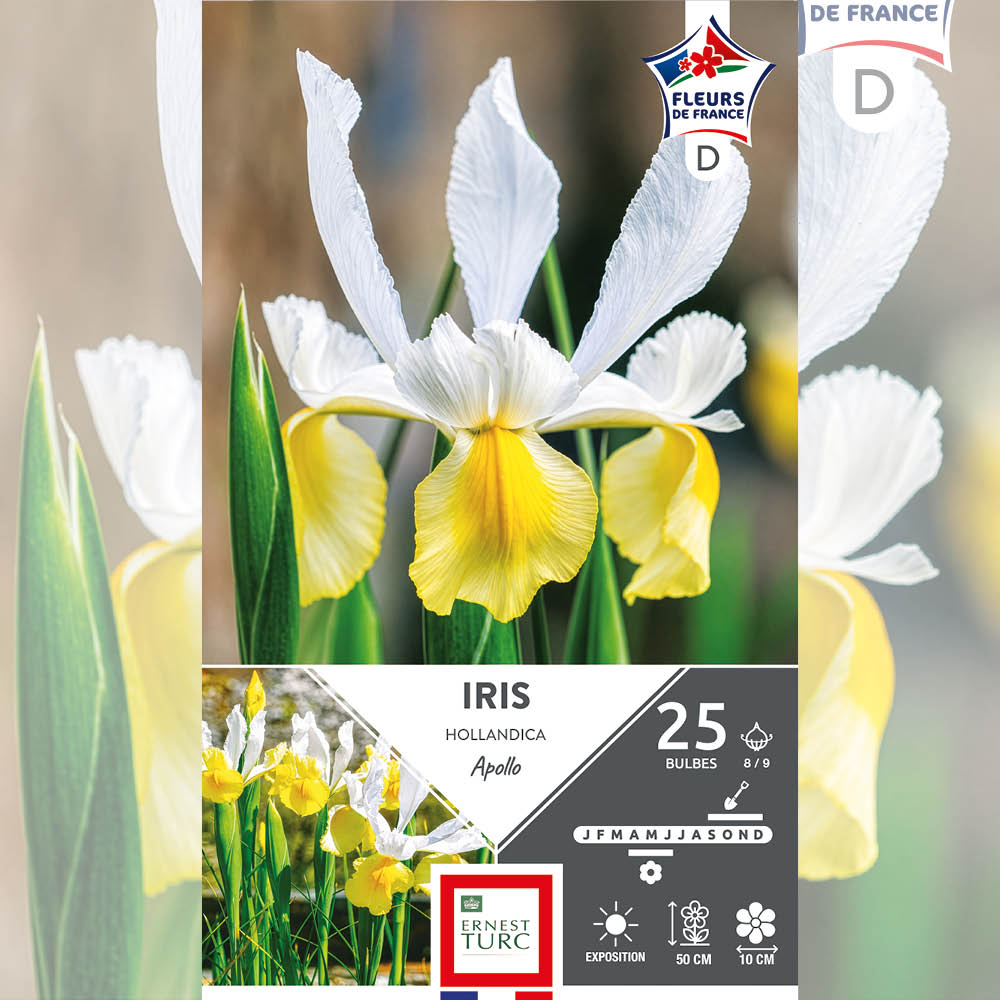 IRIS HOLLANDICA APOLLO
