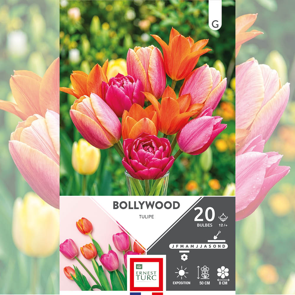 ASSORTIMENT BOLLYWOOD - TULIPES