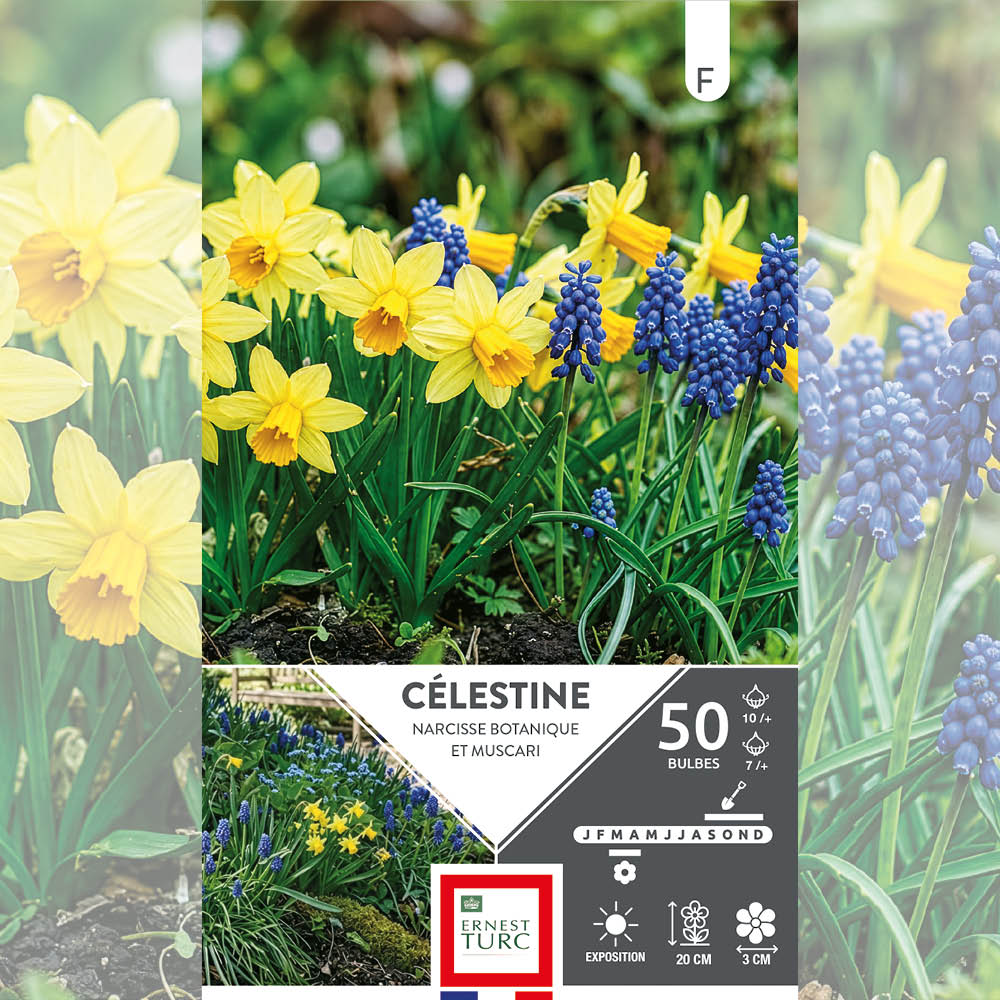 ASSORTIMENT CÉLESTINE - NARCISSES & MUSCARIS