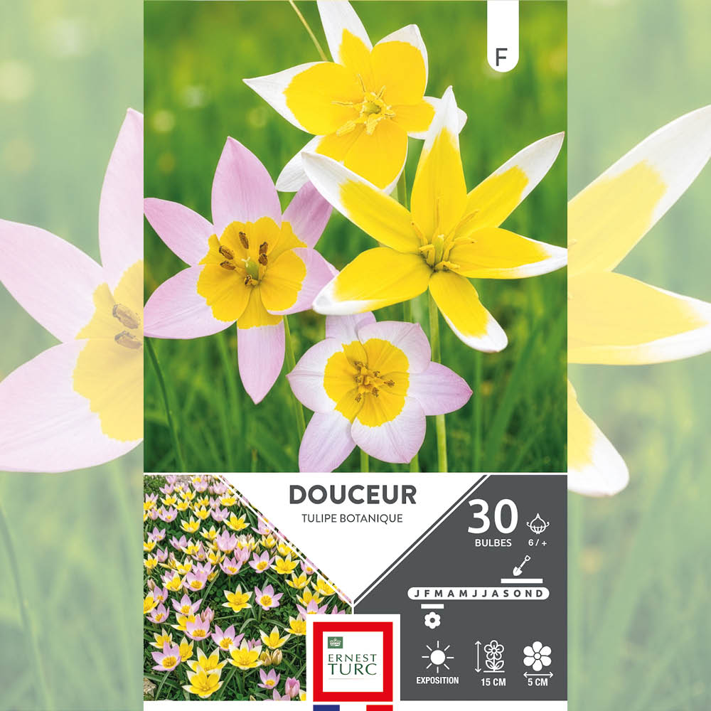 ASSORTIMENT DOUCEUR - TULIPES