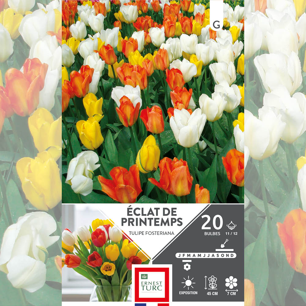 ASSORTIMENT ÉCLAT DE PRINTEMPS - TULIPES