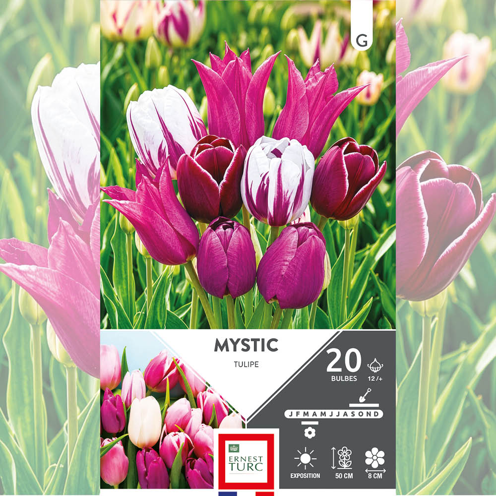 ASSORTIMENT MYSTIC - TULIPES