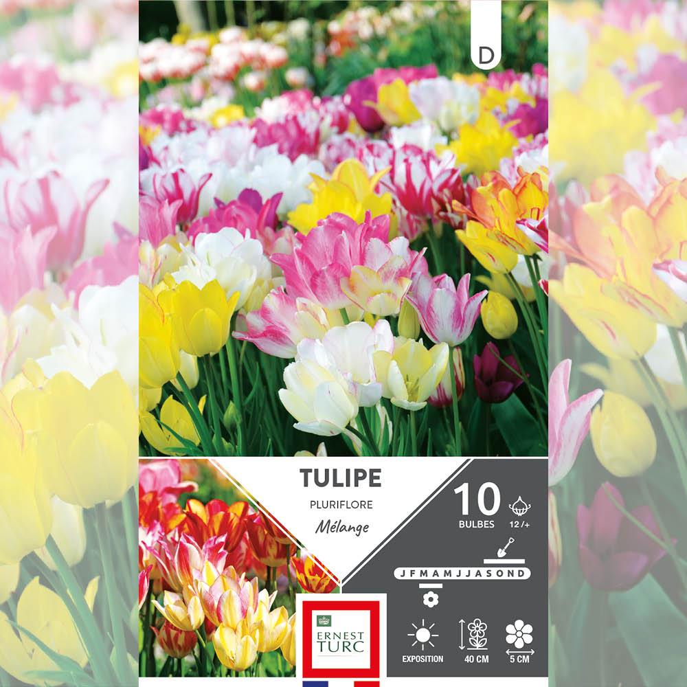 ASSORTIMENT PLURIFLORE - TULIPES