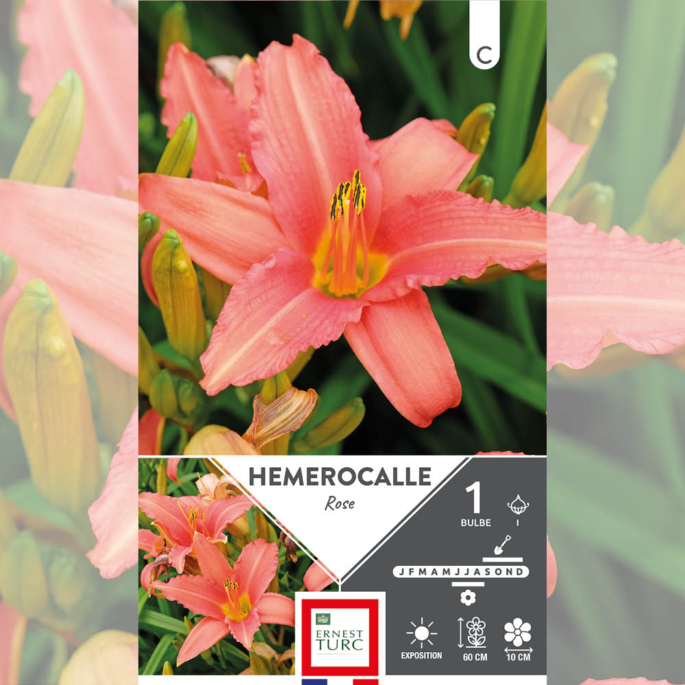 HÉMEROCALLE ROSE
