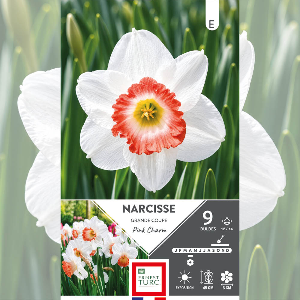 NARCISSE GRANDE COUPE PINK CHARM