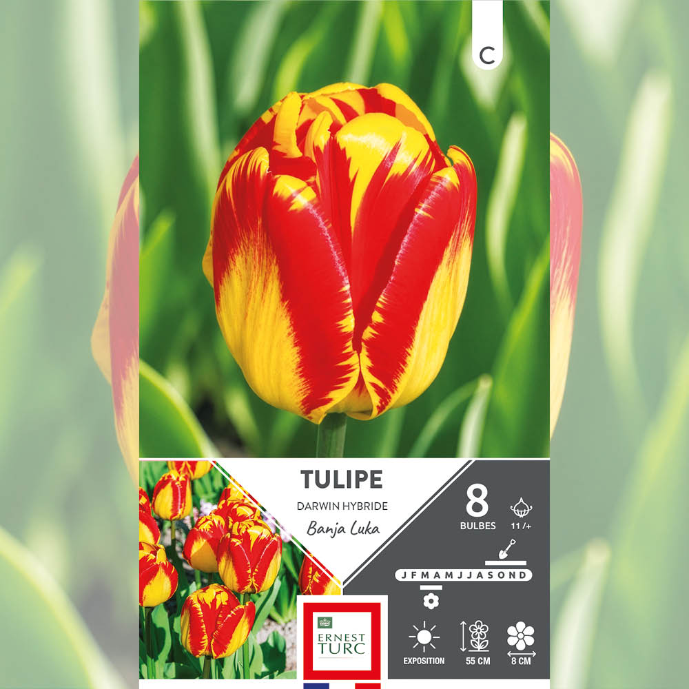 TULIPE DARWIN HYBRIDE BANJA LUKA