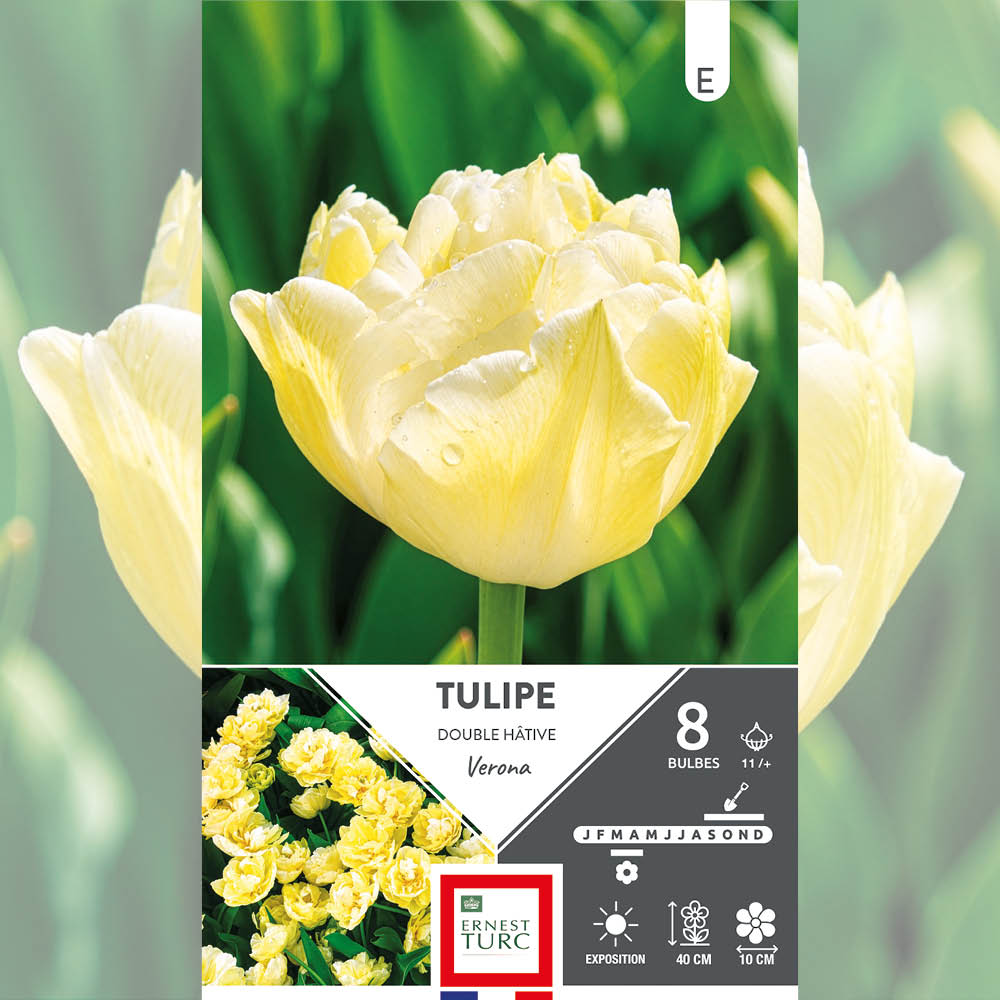 TULIPE DOUBLE HÂTIVE VERONA