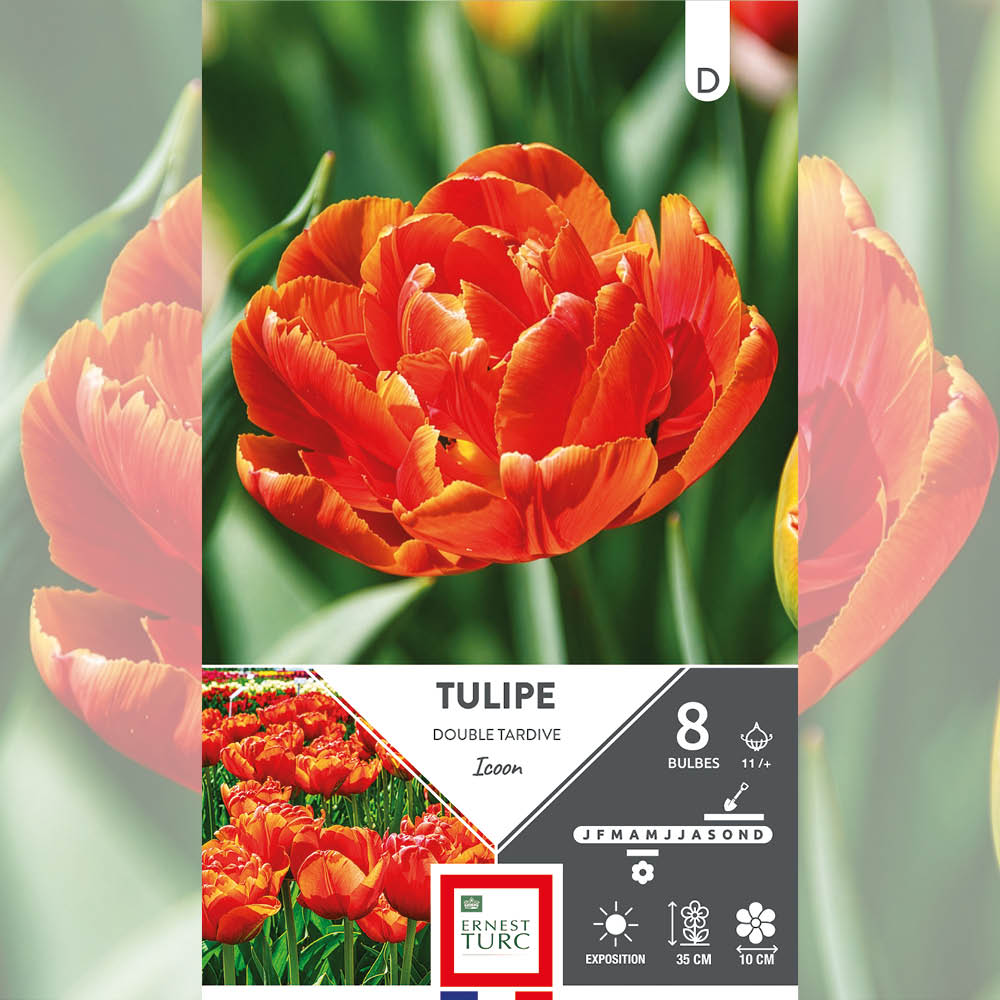 TULIPE DOUBLE TARDIVE ICOON