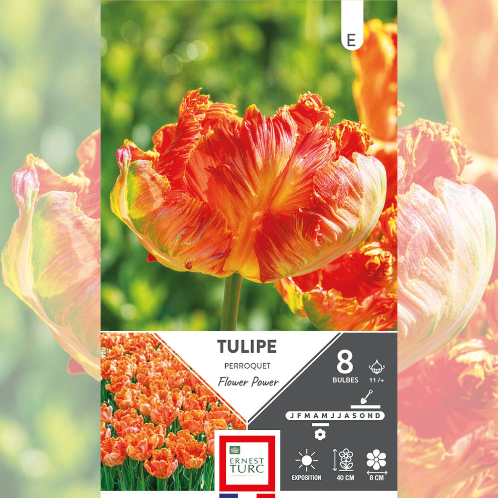 TULIPE PERROQUET FLOWER POWER