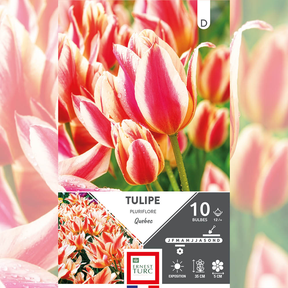 TULIPE PLURIFLORE QUEBEC