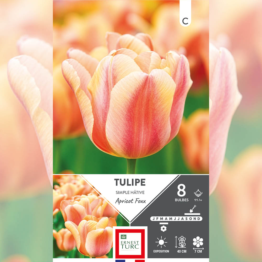 TULIPE SIMPLE HÂTIVE APRICOT FOXX