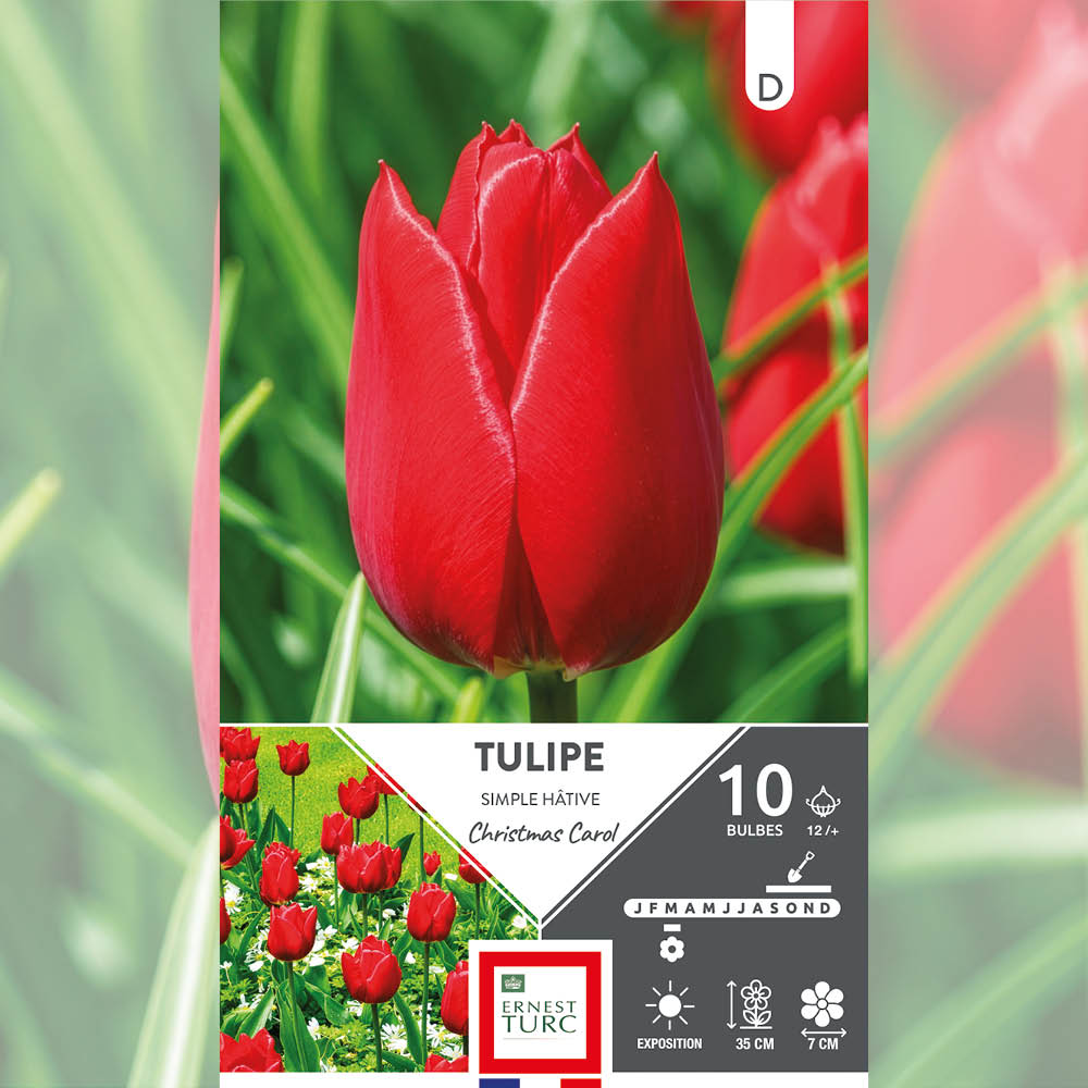 TULIPE SIMPLE HÂTIVE CHRISTMAS CAROL