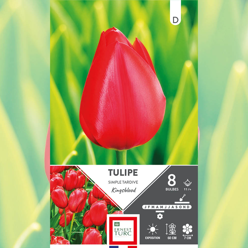 TULIPE SIMPLE TARDIVE KINGSBLOOD