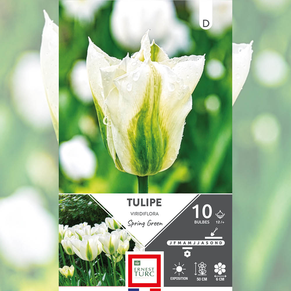 TULIPE VIRIDIFLORA SPRING GREEN