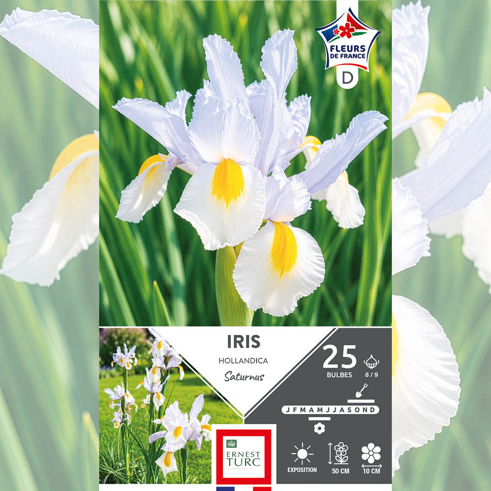 IRIS HOLLANDICA SATURNUS