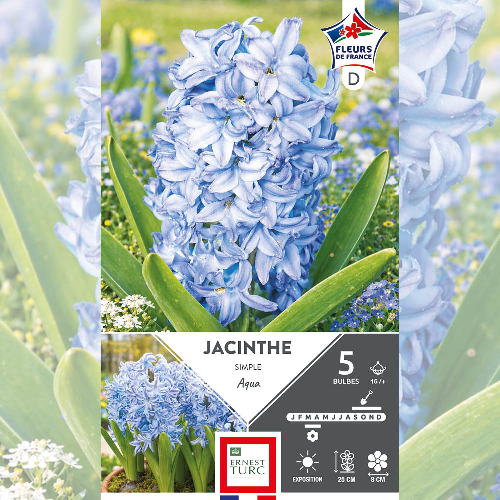 JACINTHE AQUA