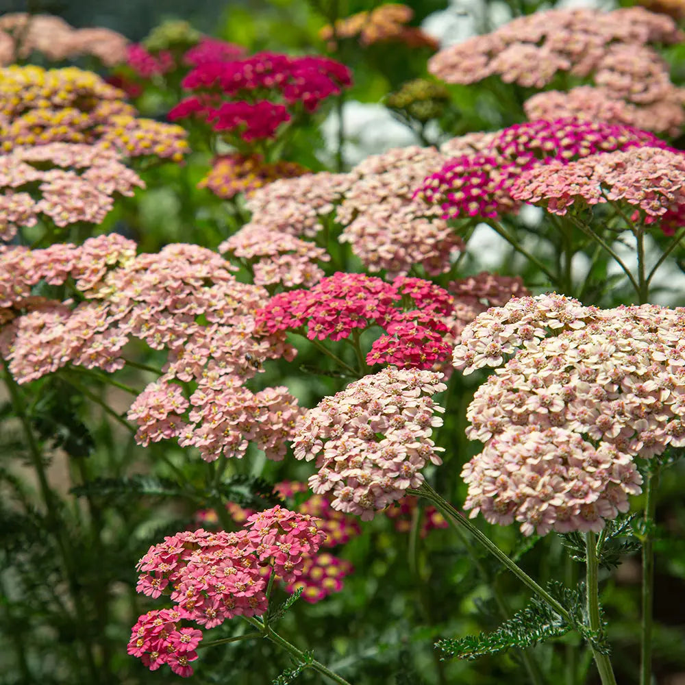 ACHILLEA MILLEFOLIUM FLOWERBURST FRUITBOWL - PLANT