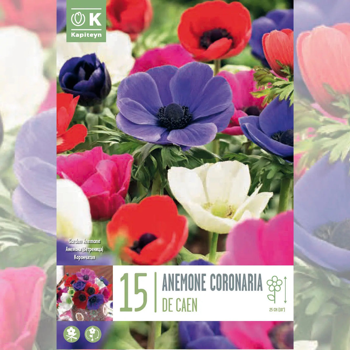 ANÉMONE CORONARIA DE CAEN