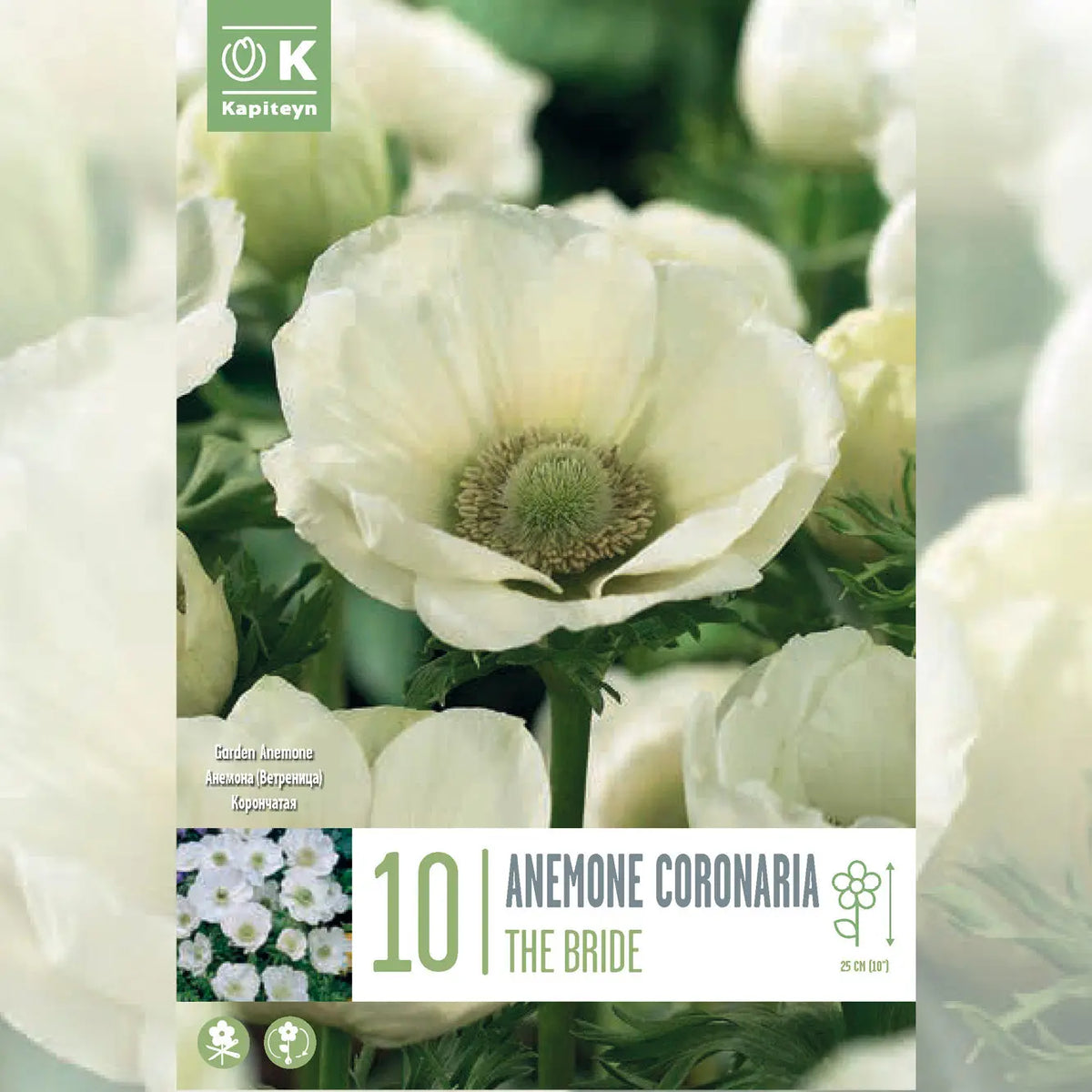 ANÉMONE CORONARIA THE BRIDE