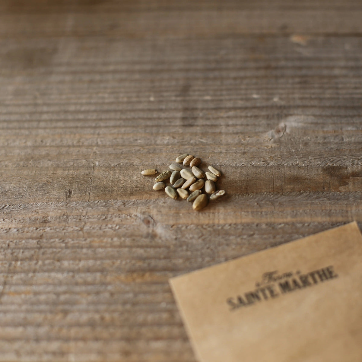 ARTICHAUT VIOLET DE PROVENCE NT
