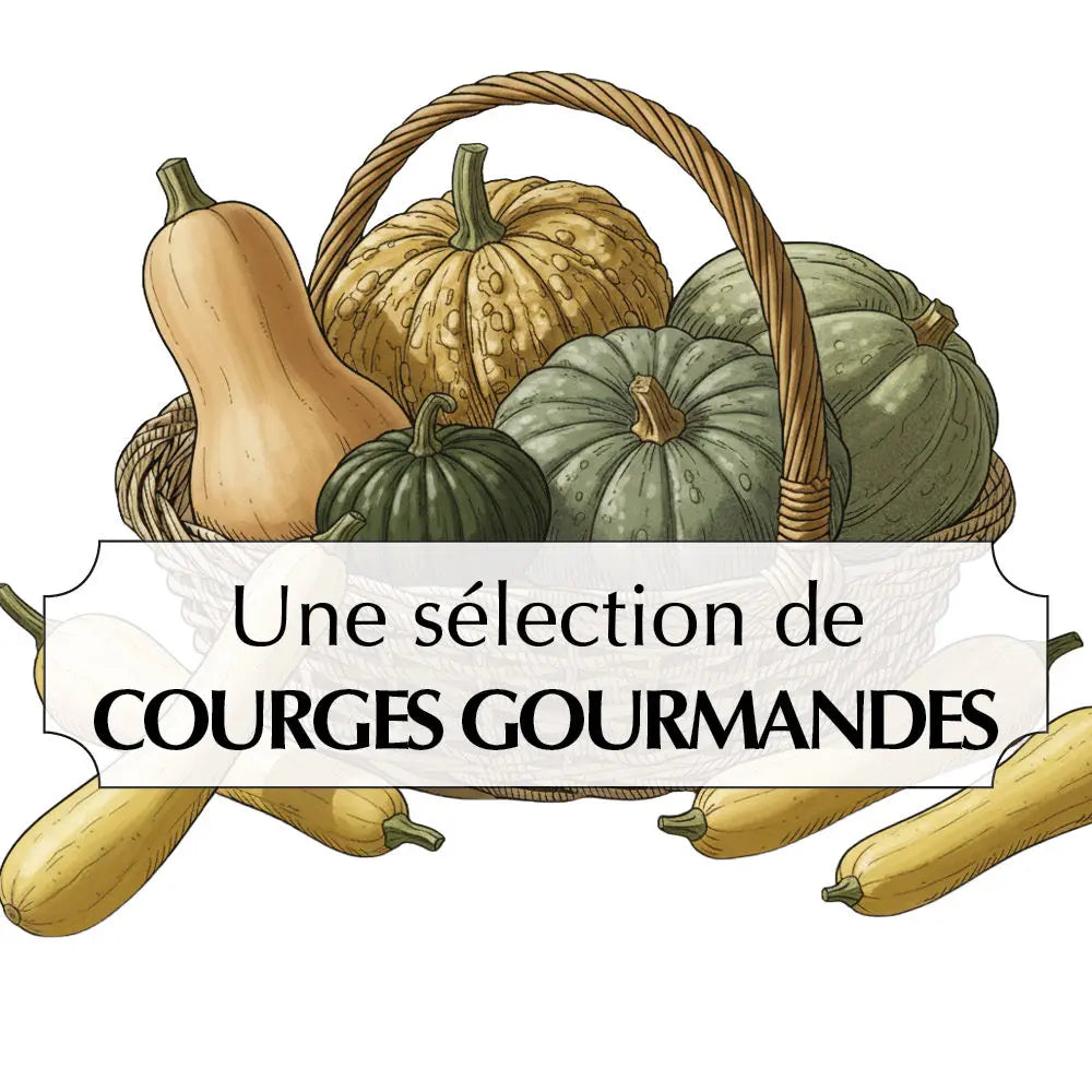 ASSORTIMENT DE COURGES GOURMANDES