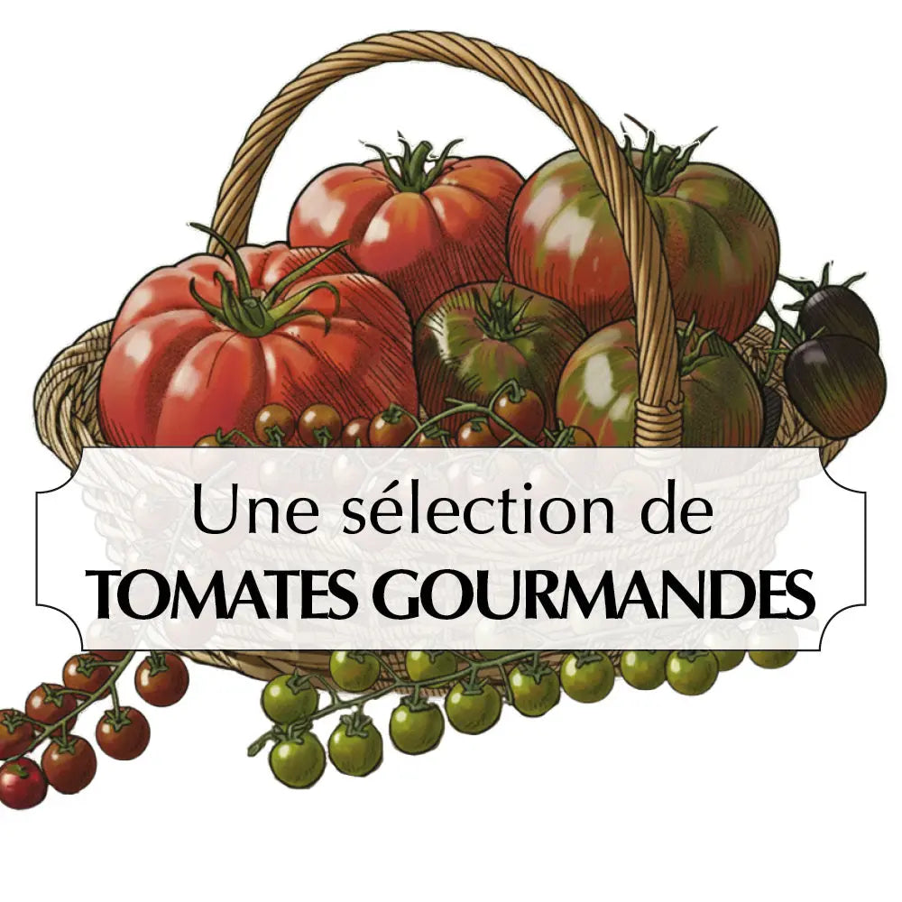 ASSORTIMENT DE TOMATES GOURMANDES