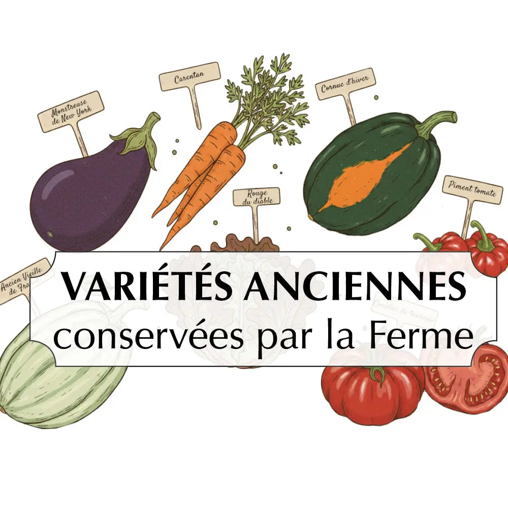 ASSORTIMENT DES VARIÉTÉS ANCIENNES CONSERVÉES PAR LA FERME