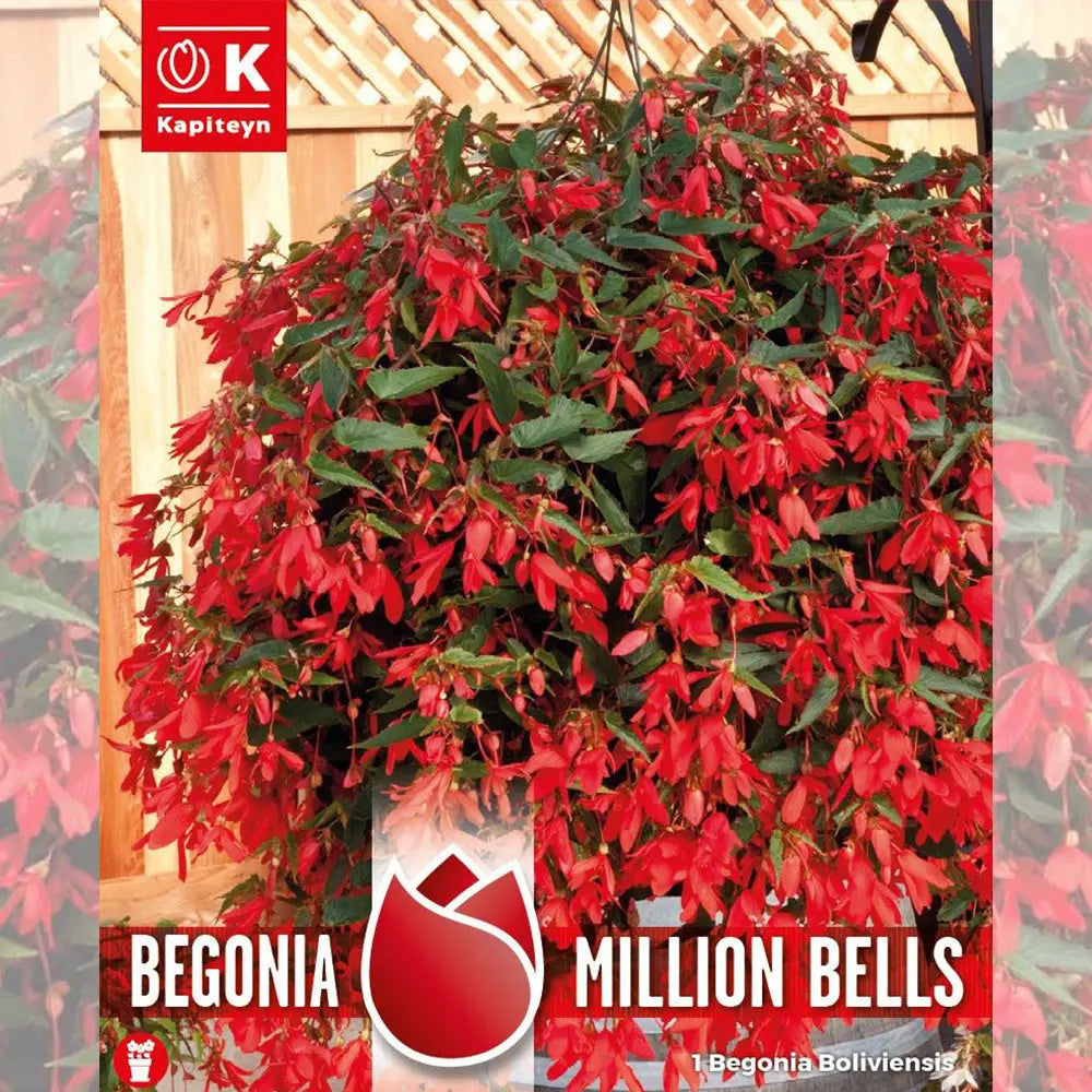 BÉGONIA BOLIVIENSIS MILLION BELLS