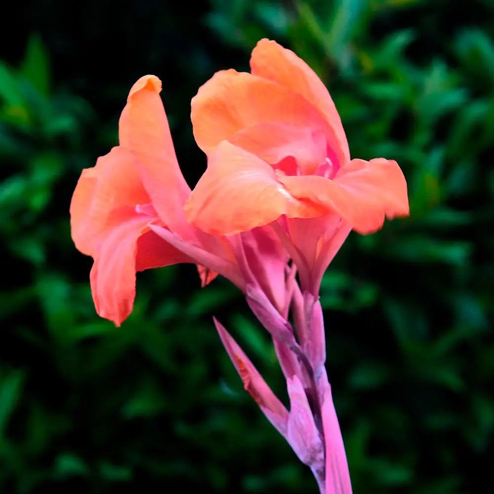 CANNA INDICA SALMON PINK AB