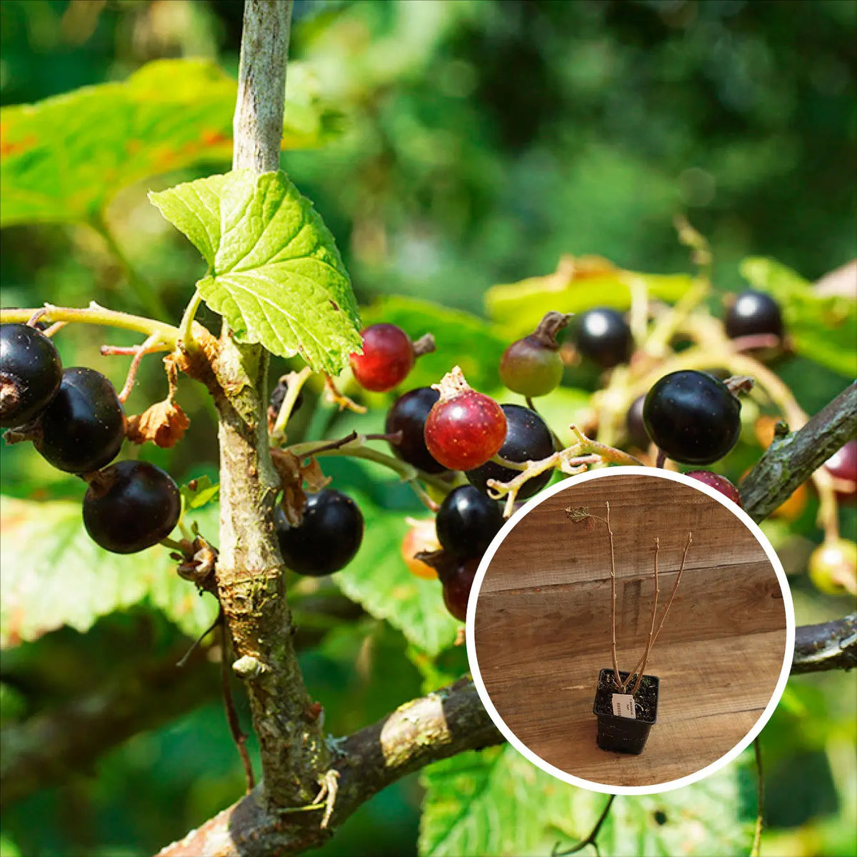 CASSIS GEANT DE BOSKOOP AB - PLANT