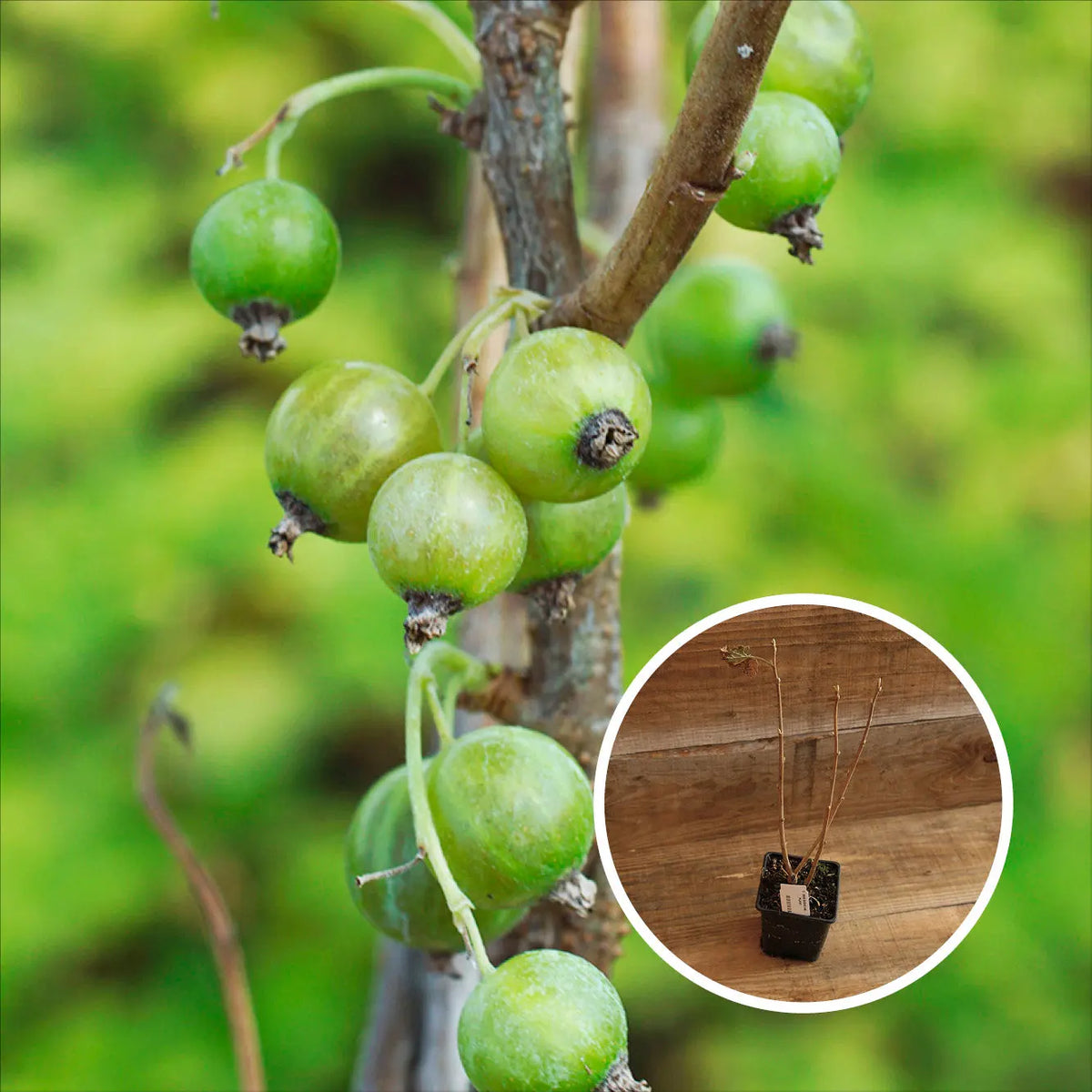 CASSIS OJEBLANC AB - PLANT