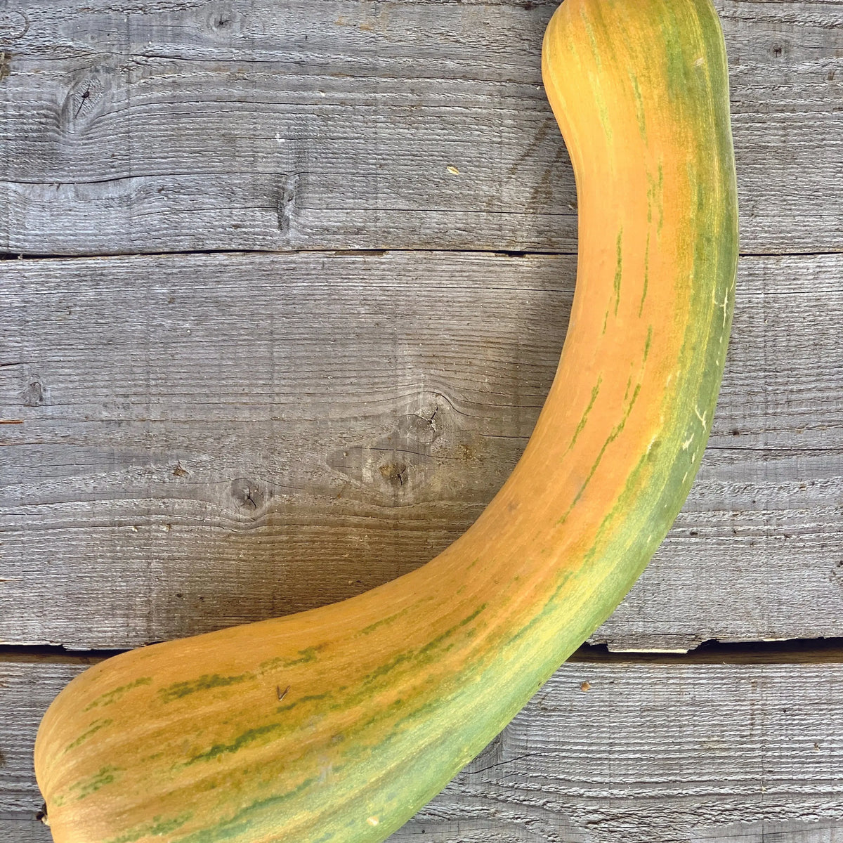 COURGE MUSQUÉE LONGUE DE NICE AB - PLANT