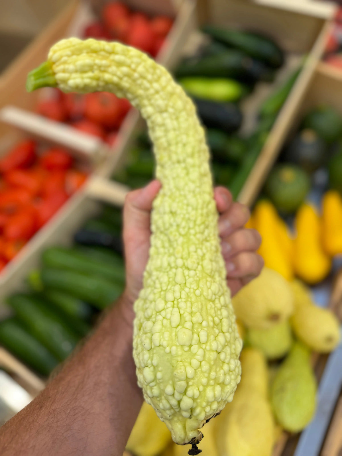 COURGETTE POP-CORN OU RUGOSA FRIULANA AB