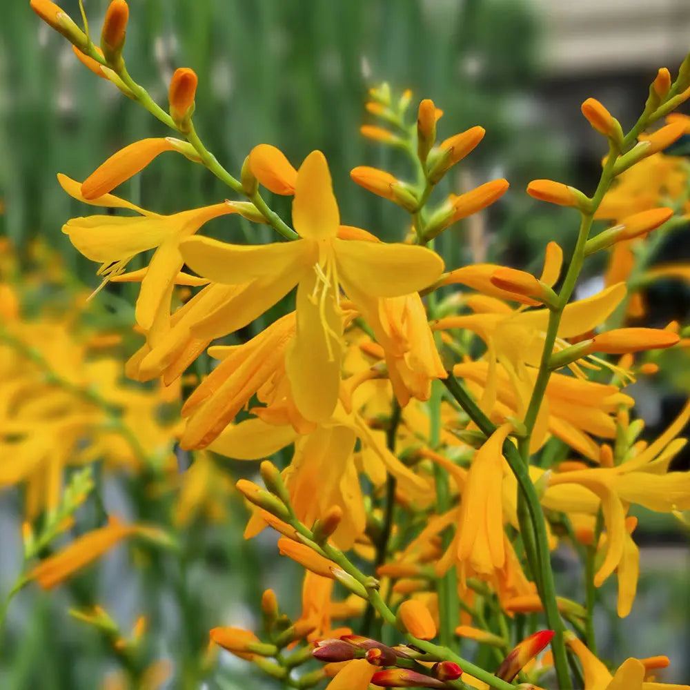 CROCOSMIA GEORGE DAVIDSON