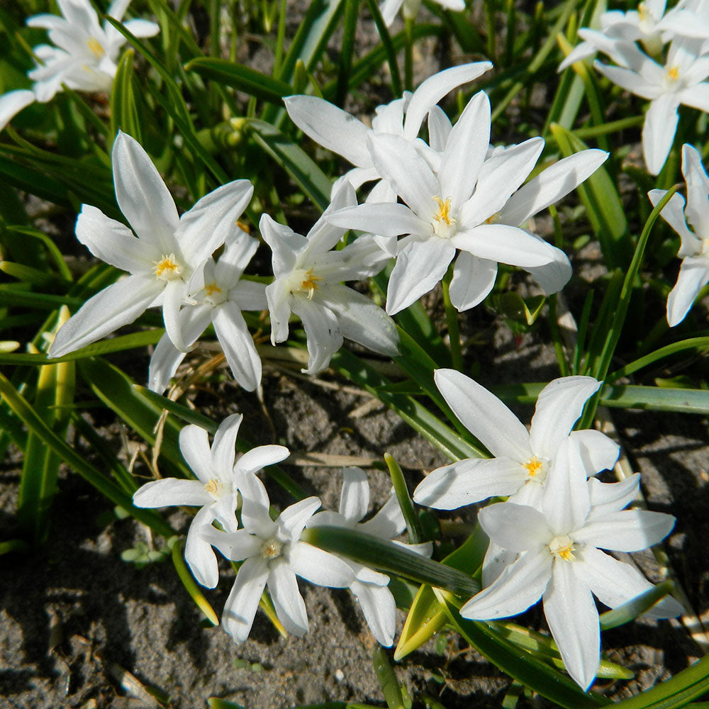 CHIONODOXA LUCILIAE