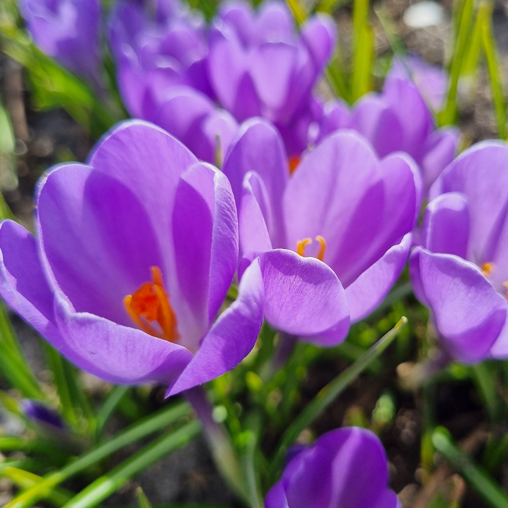 CROCUS VIOLET RIVER AB