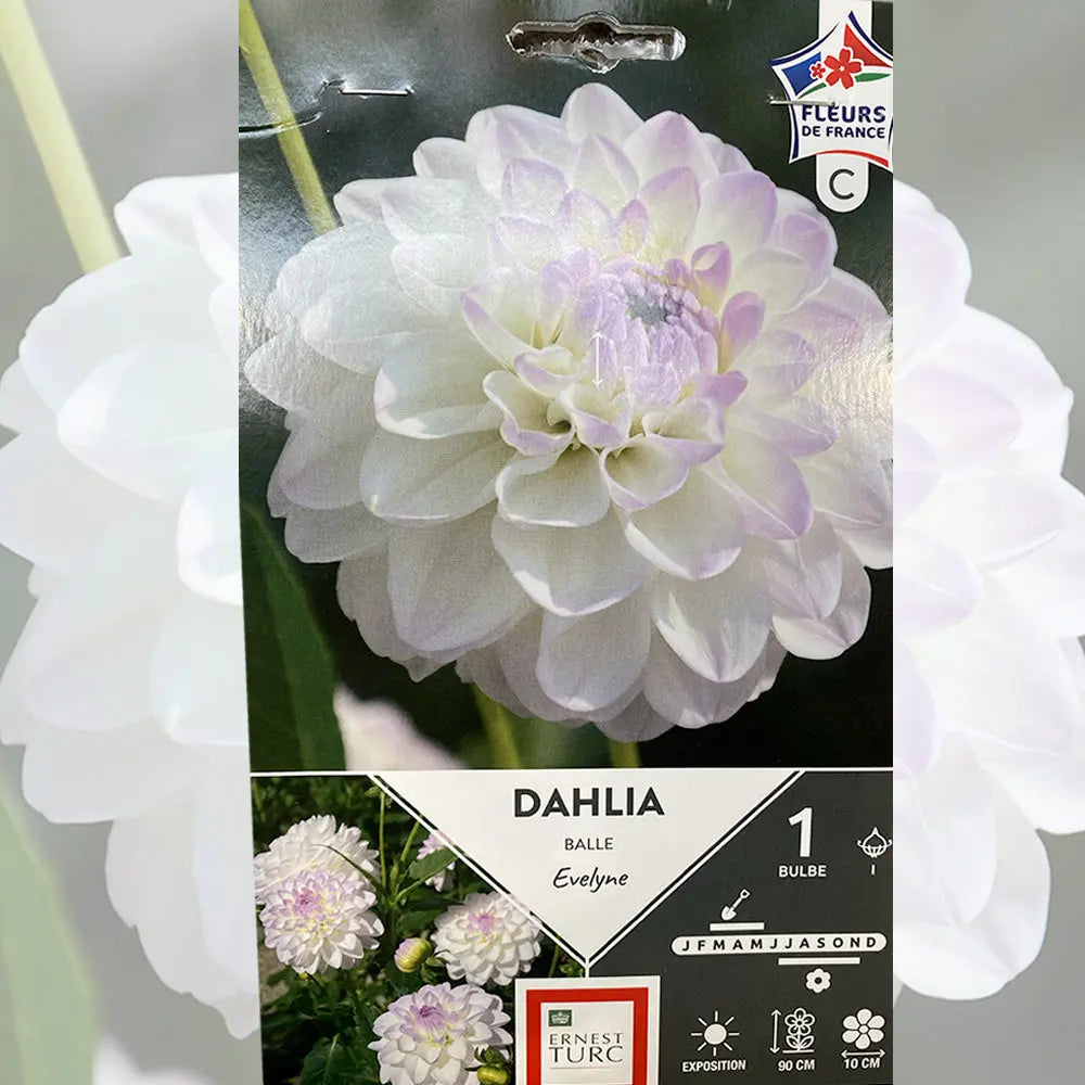 DAHLIA BALLE EVELYNE