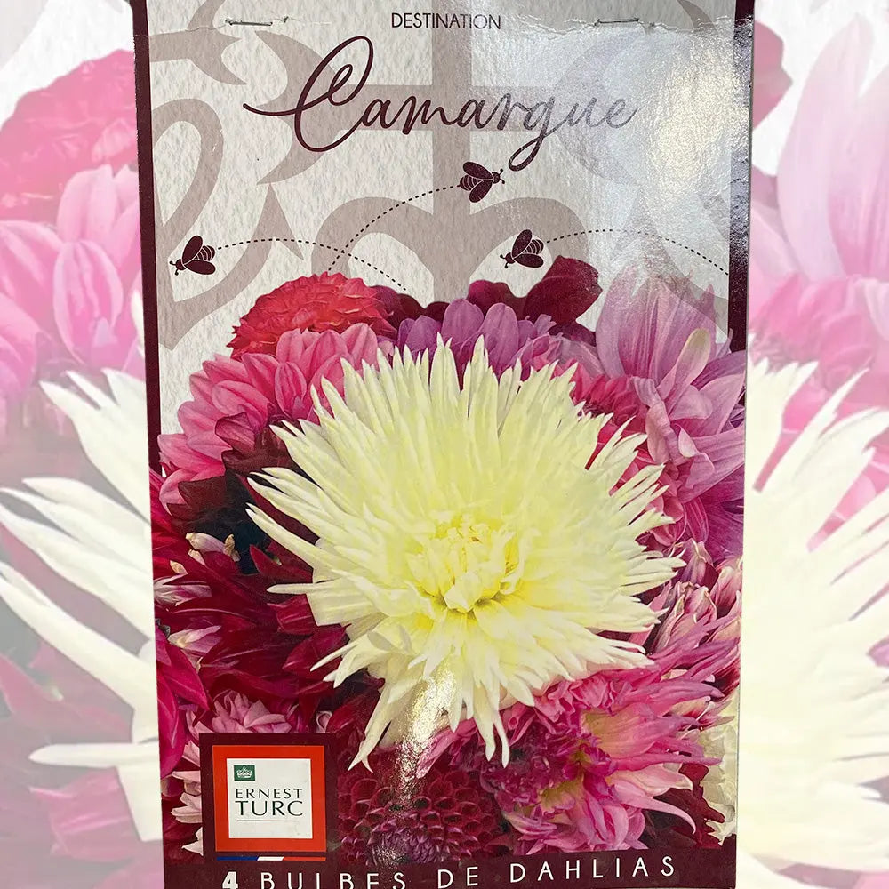 DAHLIA CAMARGUE (ASSORTIMENT)