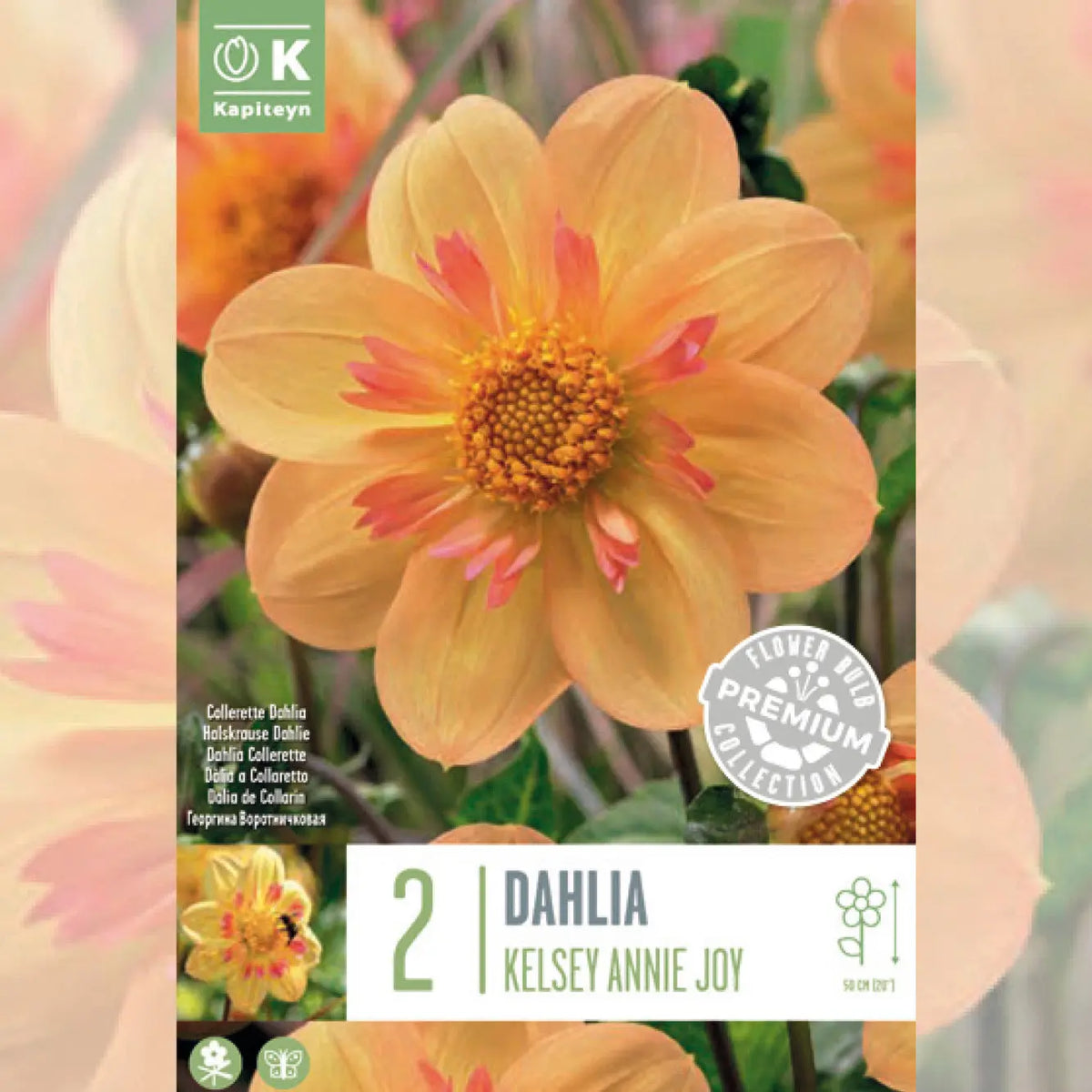 DAHLIA COLLERETTE KELSEY ANNIE JOY