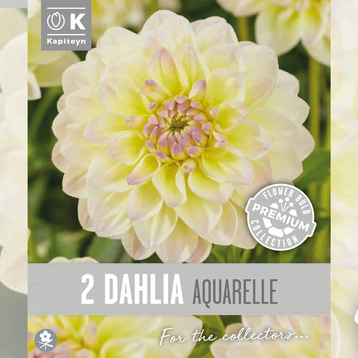 DAHLIA DÉCORATIF AQUARELLE