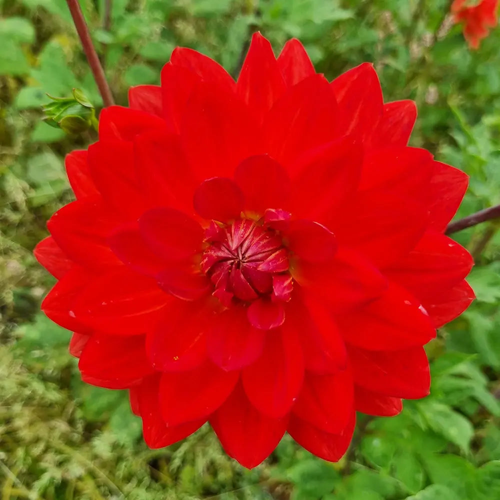 DAHLIA HEATWAVE